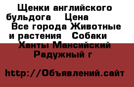 Щенки английского бульдога  › Цена ­ 60 000 - Все города Животные и растения » Собаки   . Ханты-Мансийский,Радужный г.